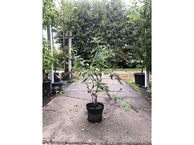 10x sierheester hibiscus, blaasspirea en vlinderstruik, sierheester, roze bloei, ca. 100-200 cm hoog - afbeelding 3 van  3