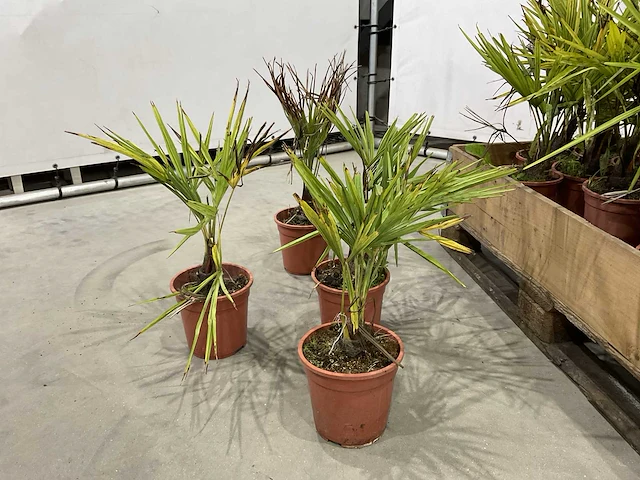 10x trachycarpus fortunei ca.60cm - afbeelding 2 van  5