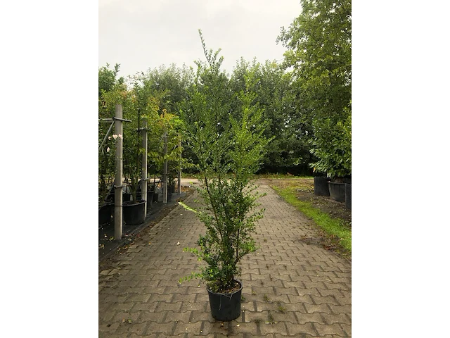 12x japanse hulst ilex 'green hedge', haagplant, wintergroen, ca. 150 cm hoog - afbeelding 1 van  2