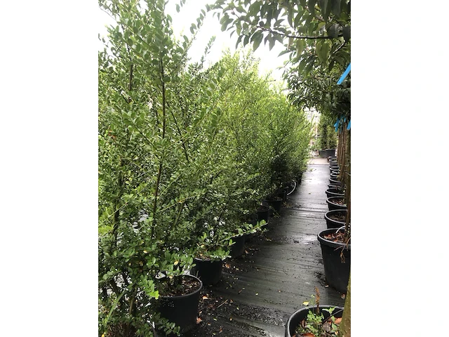 12x japanse hulst ilex 'green hedge', haagplant, wintergroen, ca. 150 cm hoog - afbeelding 2 van  2