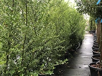 12x japanse hulst ilex 'green hedge', haagplant, wintergroen, ca. 150 cm hoog - afbeelding 2 van  2