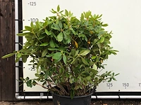 12x rododendron rhododendron 'catawbiense boursault', sierheester, paarse bloei, ca. 100 cm - afbeelding 1 van  3