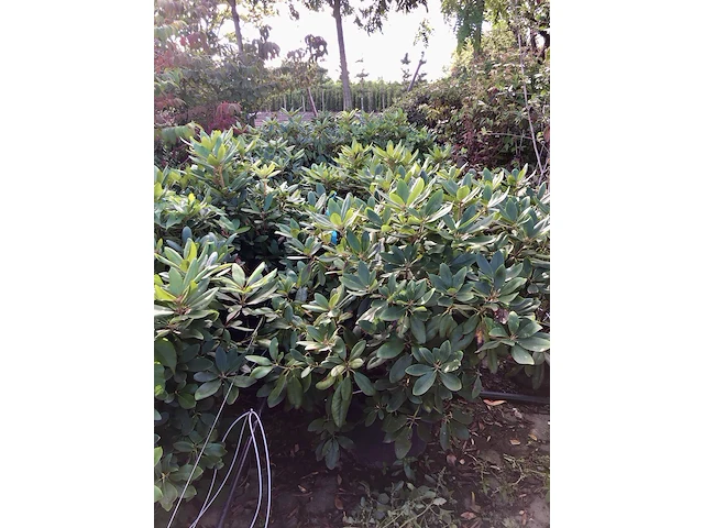 12x rododendron rhododendron 'catawbiense boursault', sierheester, paarse bloei, ca. 100 cm - afbeelding 2 van  3