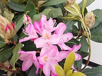 12x rododendron rhododendron 'catawbiense boursault', sierheester, paarse bloei, ca. 100 cm - afbeelding 3 van  3