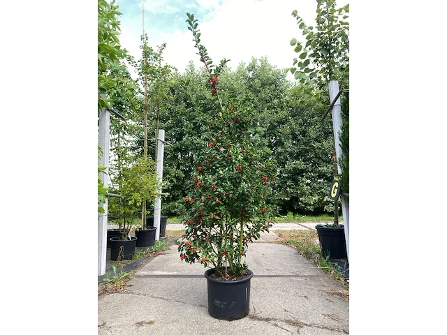 13x hulst ilex 'blue maid', haagplant, wintergroen, ca. 125-175 cm hoog - afbeelding 1 van  2