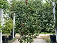 13x hulst ilex 'blue maid', haagplant, wintergroen, ca. 125-175 cm hoog - afbeelding 1 van  2