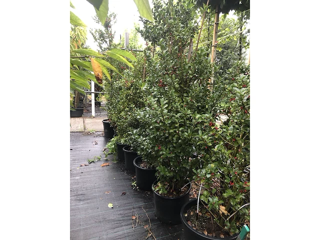 13x hulst ilex 'blue maid', haagplant, wintergroen, ca. 125-175 cm hoog - afbeelding 2 van  2