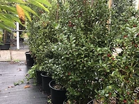 13x hulst ilex 'blue maid', haagplant, wintergroen, ca. 125-175 cm hoog - afbeelding 2 van  2