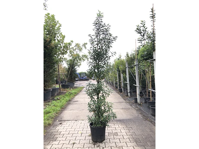 15x portugese laurier prunus 'angustifolia', haagplant, wintergroen, ca. 225 cm hoog - afbeelding 1 van  3