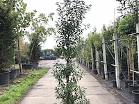 15x portugese laurier prunus 'angustifolia', haagplant, wintergroen, ca. 225 cm hoog - afbeelding 1 van  3