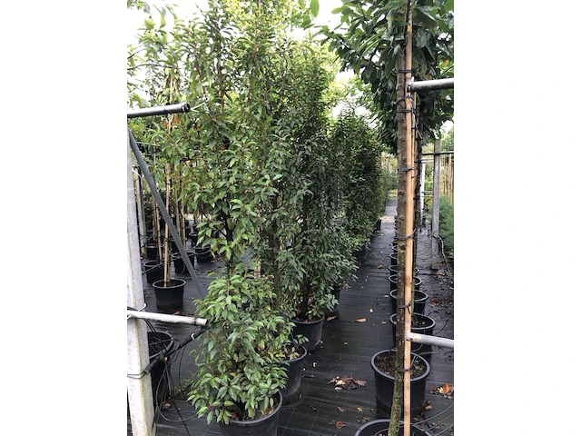15x portugese laurier prunus 'angustifolia', haagplant, wintergroen, ca. 225 cm hoog - afbeelding 2 van  3