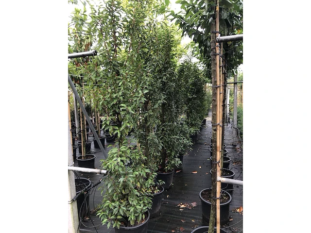 15x portugese laurier prunus 'angustifolia', haagplant, wintergroen, ca. 225 cm hoog - afbeelding 3 van  3