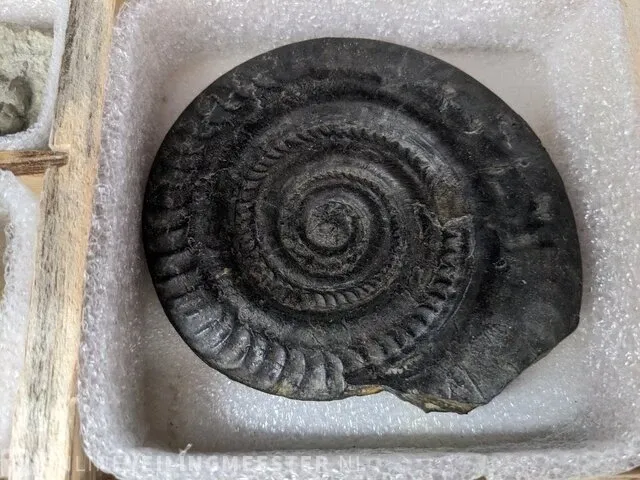 17x replica art, archeologisch - afbeelding 4 van  25