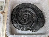 17x replica art, archeologisch - afbeelding 4 van  25