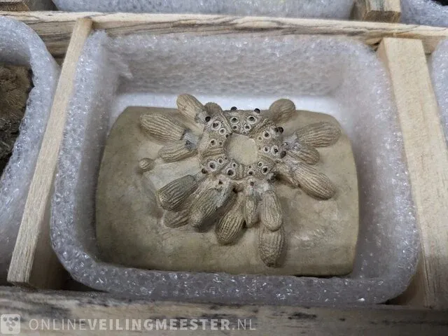 17x replica art, archeologisch - afbeelding 5 van  25