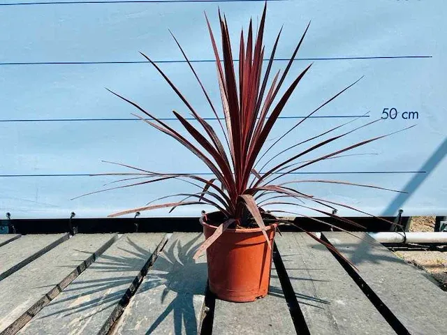 2 stuks cordyline pink passion 60cm - afbeelding 1 van  1