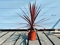 2 stuks cordyline pink passion 60cm