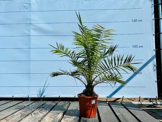 2 stuks phoenix canariensis 140cm - afbeelding 1 van  1