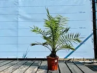 2 stuks phoenix canariensis 140cm