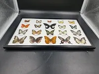 20 echte vlinders in lijst - afbeelding 2 van  2
