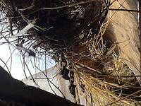 2005 tebbe hs 2 compoststrooier - afbeelding 22 van  36