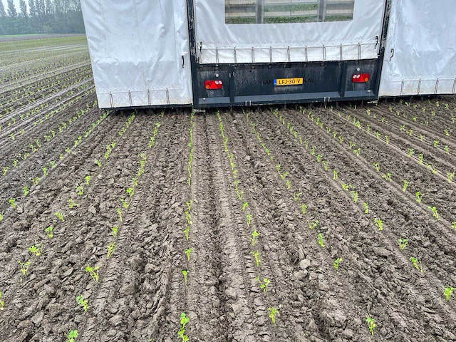 2018 nkgtm12 12 rijige knolselderie plantmachine - afbeelding 32 van  50