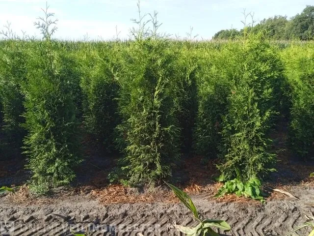 20x coniferen thuja brabant 200 tot 225 centimeter (exclusief kluit gemeten), haagplant met kluit - afbeelding 1 van  1