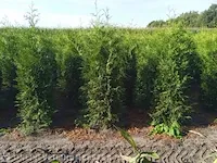 20x coniferen thuja brabant 200 tot 225 centimeter (exclusief kluit gemeten), haagplant met kluit - afbeelding 1 van  1