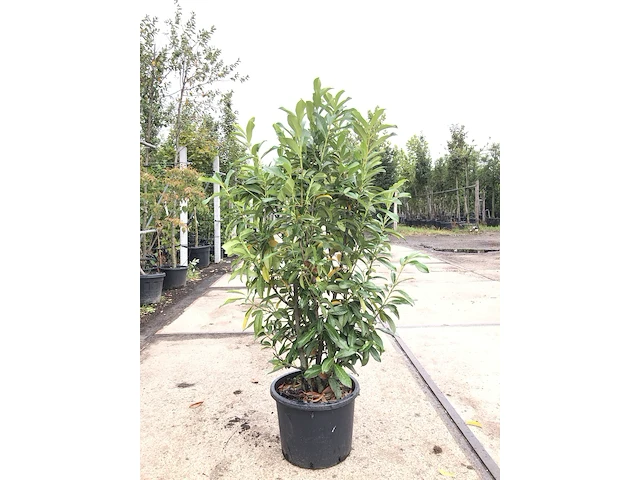 20x laurierkers prunus 'genolia', haagplant, wintergroen, ca. 125 cm hoog - afbeelding 1 van  2