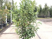 20x laurierkers prunus 'genolia', haagplant, wintergroen, ca. 125 cm hoog - afbeelding 1 van  2