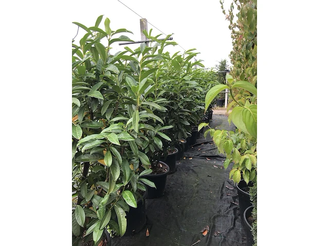 20x laurierkers prunus 'genolia', haagplant, wintergroen, ca. 125 cm hoog - afbeelding 2 van  2