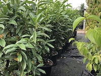 20x laurierkers prunus 'genolia', haagplant, wintergroen, ca. 125 cm hoog - afbeelding 2 van  2