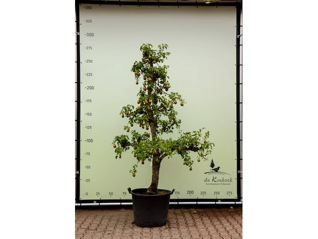 20x perenboom pyrus 'conference', karakterboom, vruchtdragend, ca. 250 cm hoog - afbeelding 1 van  6