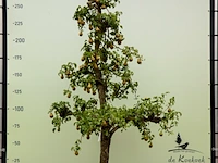20x perenboom pyrus 'conference', karakterboom, vruchtdragend, ca. 250 cm hoog - afbeelding 1 van  6