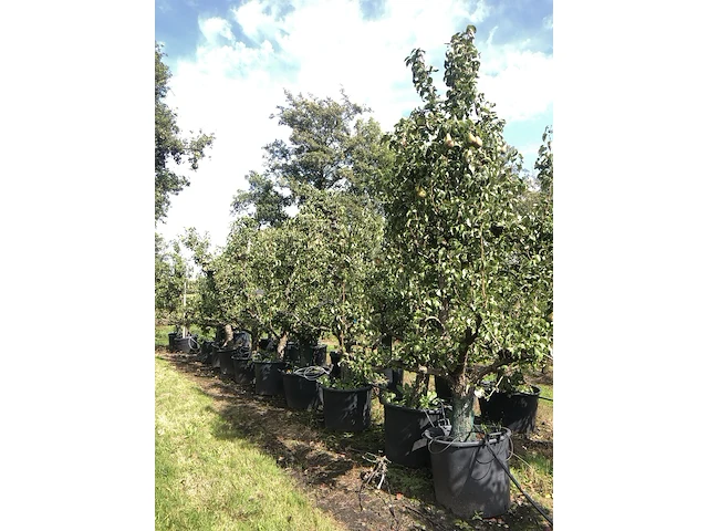 20x perenboom pyrus 'conference', karakterboom, vruchtdragend, ca. 250 cm hoog - afbeelding 2 van  6