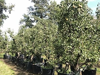 20x perenboom pyrus 'conference', karakterboom, vruchtdragend, ca. 250 cm hoog - afbeelding 2 van  6