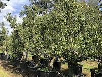 20x perenboom pyrus 'conference', karakterboom, vruchtdragend, ca. 250 cm hoog - afbeelding 3 van  6