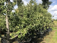 20x perenboom pyrus 'conference', karakterboom, vruchtdragend, ca. 250 cm hoog - afbeelding 4 van  6
