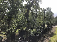 20x perenboom pyrus 'conference', karakterboom, vruchtdragend, ca. 250 cm hoog - afbeelding 5 van  6