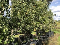 20x perenboom pyrus 'conference', karakterboom, vruchtdragend, ca. 250 cm hoog - afbeelding 6 van  6