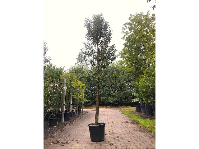 20x portugese laurier prunus 'angustifolia', leigeschikt, wintergroen, ca. 250-300 cm hoog - afbeelding 1 van  3