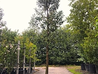 20x portugese laurier prunus 'angustifolia', leigeschikt, wintergroen, ca. 250-300 cm hoog - afbeelding 1 van  3