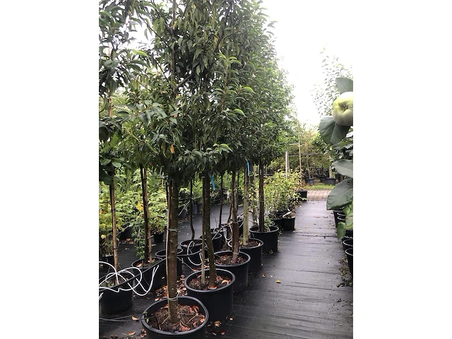 20x portugese laurier prunus 'angustifolia', leigeschikt, wintergroen, ca. 250-300 cm hoog - afbeelding 3 van  3