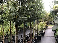 20x portugese laurier prunus 'angustifolia', leigeschikt, wintergroen, ca. 250-300 cm hoog - afbeelding 3 van  3