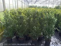 20x portugese laurier prunus lusitanica 'angustifolia' 175 tot 200 centimeter (gemeten zonder pot), haagplant in pot