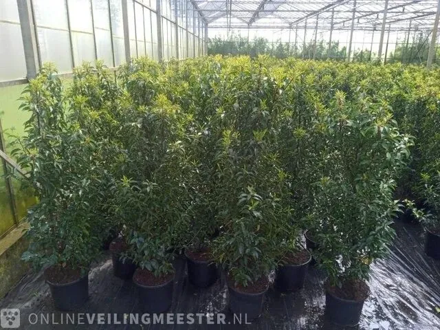 20x portugese laurier prunus lusitanica 'angustifolia' 175 tot 200 centimeter (gemeten zonder pot), haagplant in pot - afbeelding 1 van  1