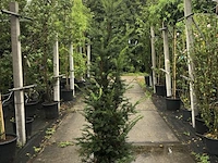 20x venijnboom taxus baccata, haagplant, wintergroen, ca. 7 m1 haag - afbeelding 1 van  3