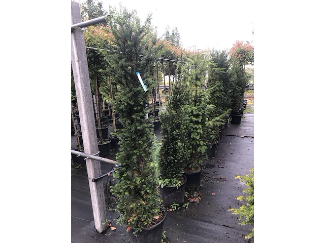 20x venijnboom taxus baccata, haagplant, wintergroen, ca. 7 m1 haag - afbeelding 2 van  3