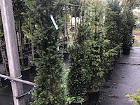 20x venijnboom taxus baccata, haagplant, wintergroen, ca. 7 m1 haag - afbeelding 2 van  3