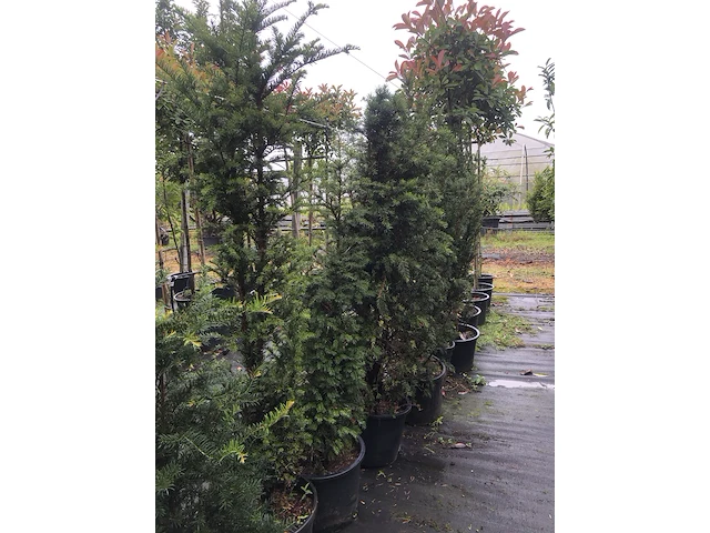 20x venijnboom taxus baccata, haagplant, wintergroen, ca. 7 m1 haag - afbeelding 3 van  3